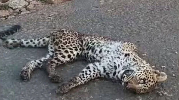 leopard