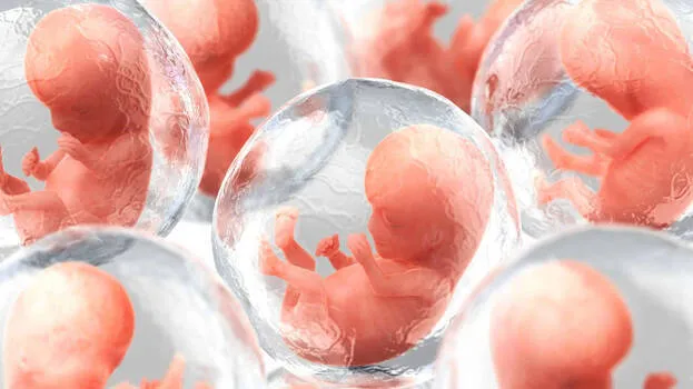 embryos