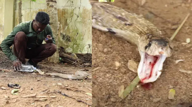 snakemaster