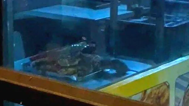 rat