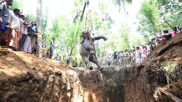 elephant