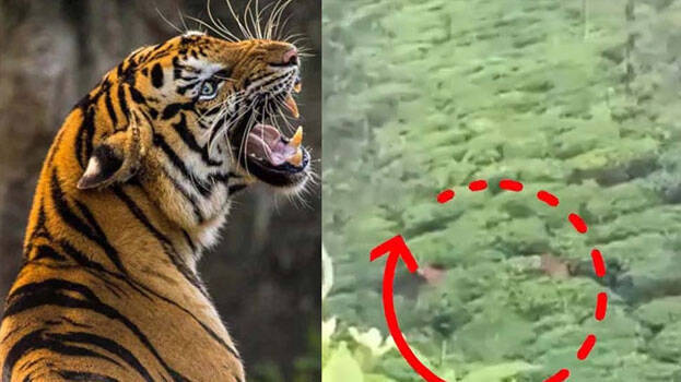 tiger tiger