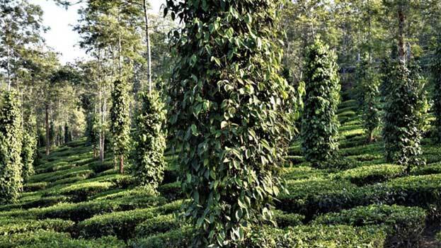 agriculture agriculture