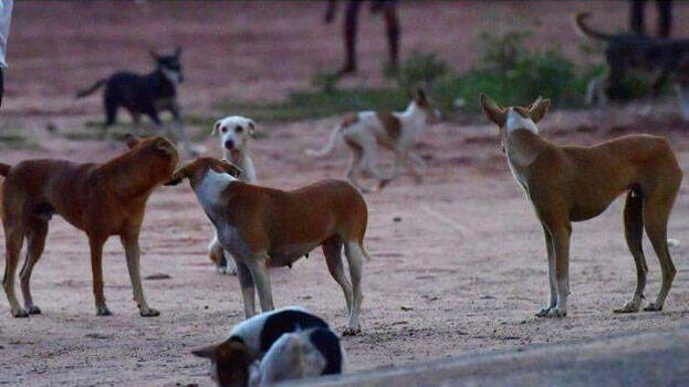 stray-dogs stray-dogs