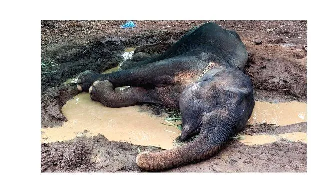 elephant