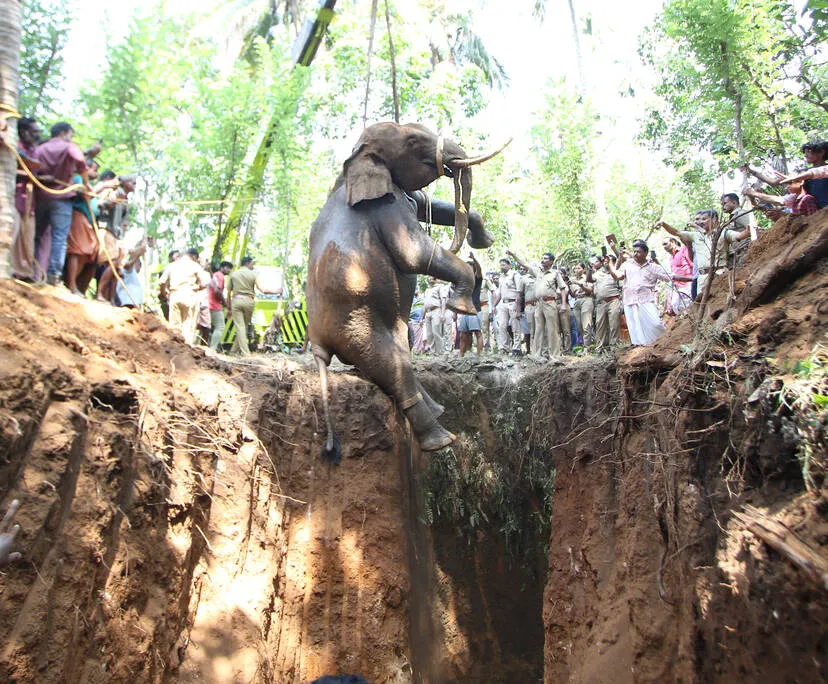 elephnat