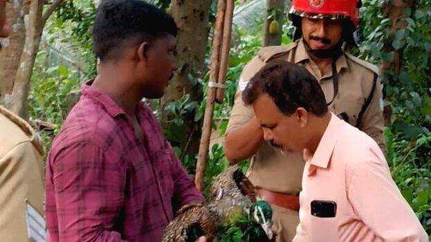 kinattil-veena-mayil kinattil-veena-mayil