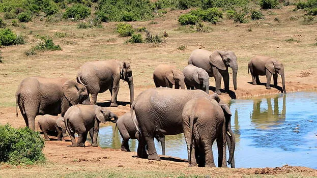 elephant
