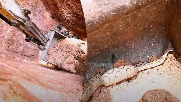 snakemaster