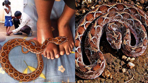 snake-