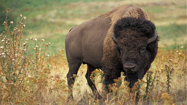 bison