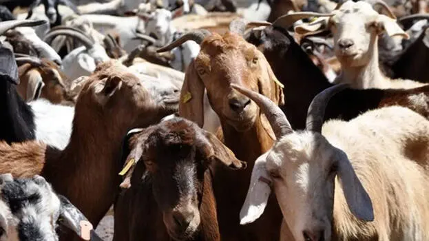 goat-