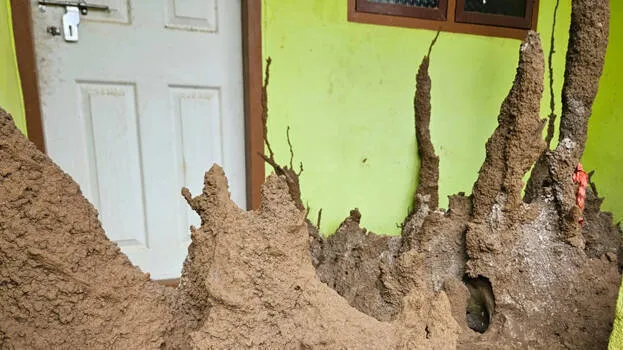 termite