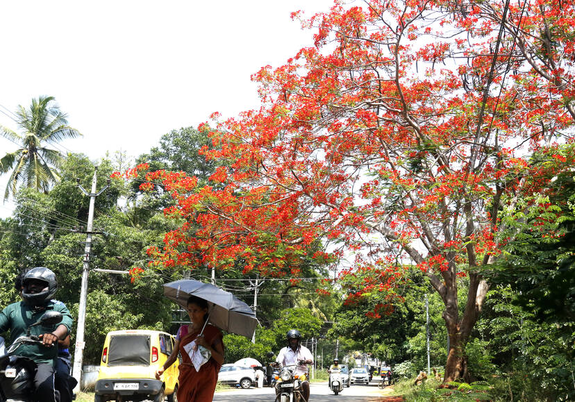 Kerala Kaumudi Photo Gallery