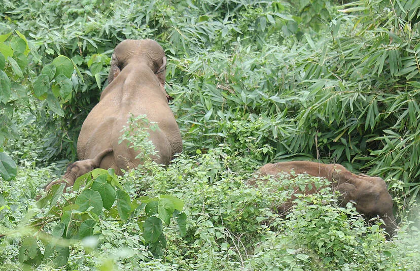 elephnt