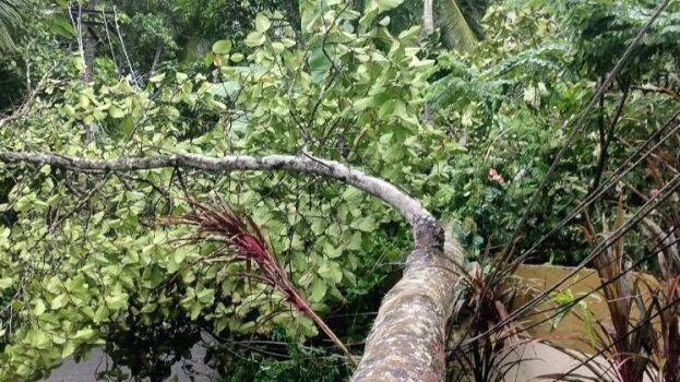 maram-katapuzhaki maram-katapuzhaki