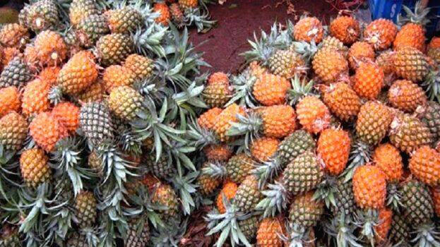 pineapple- pineapple-