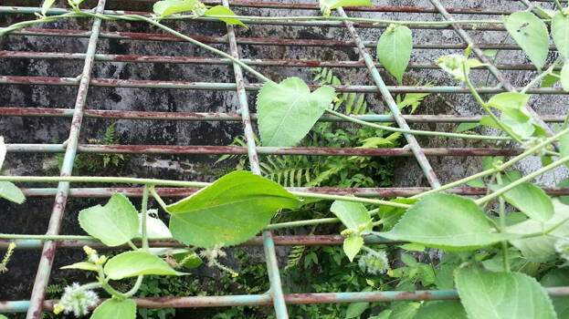 choriyanam choriyanam
