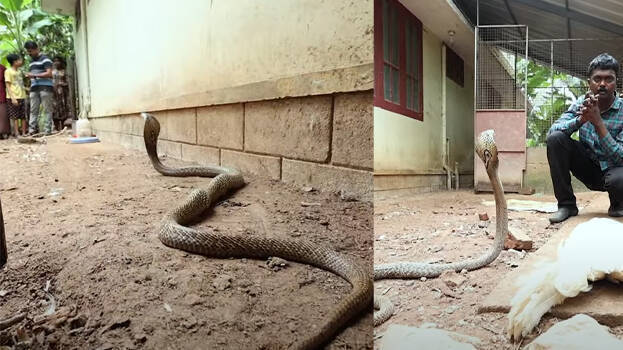 snake-master snake-master