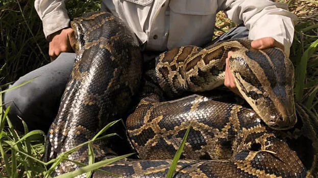 python