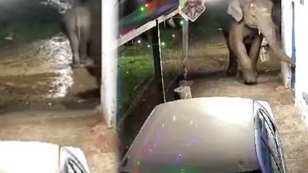 elephant