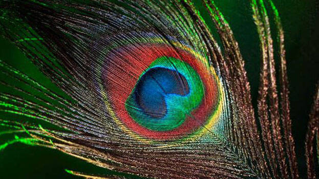 peacock-feather peacock-feather