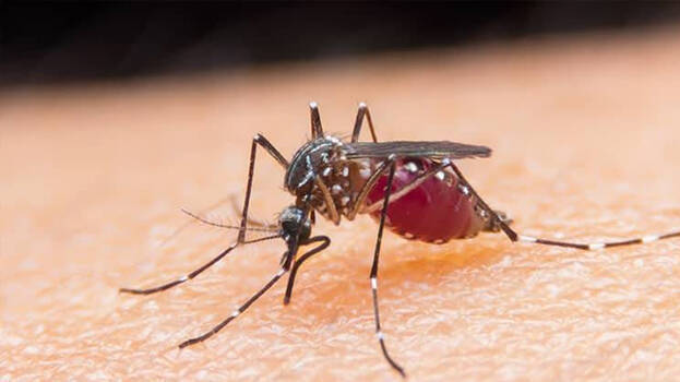 mosquitoes mosquitoes