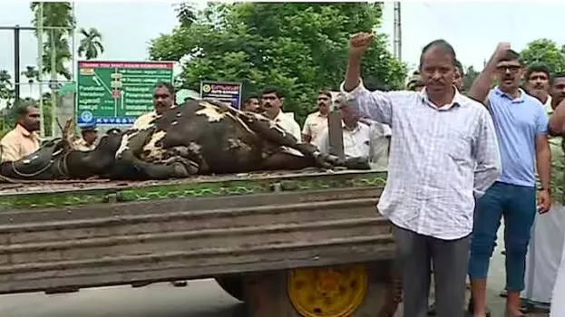 cow