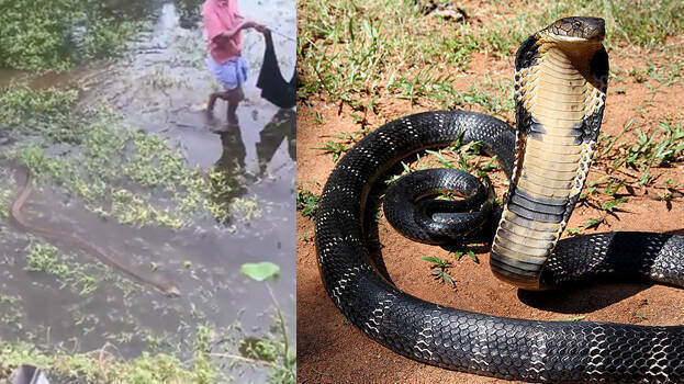 viral-video viral-video