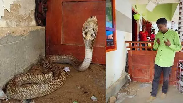 snake-master