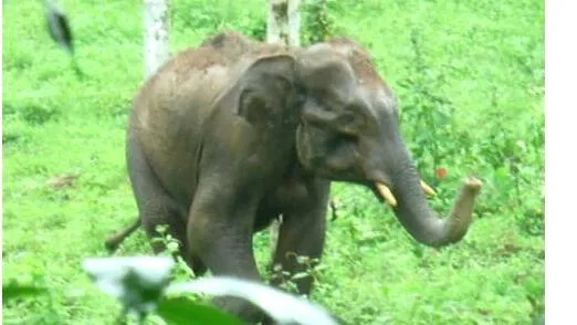 elephant
