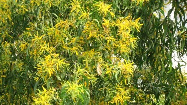 tree