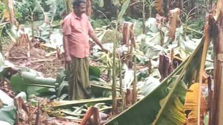 vazhakal-odinju-veena-ila vazhakal-odinju-veena-ila