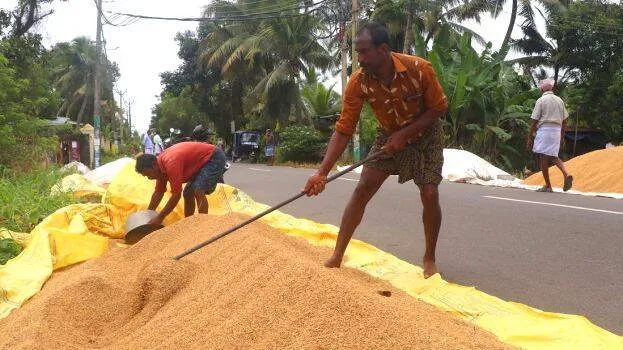 rice