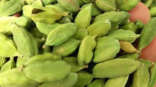 cardamom