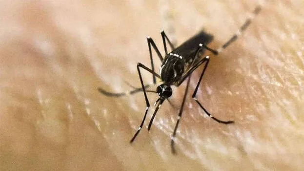 dengue