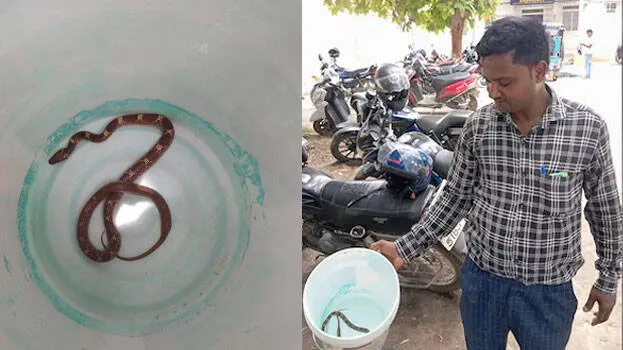 snake