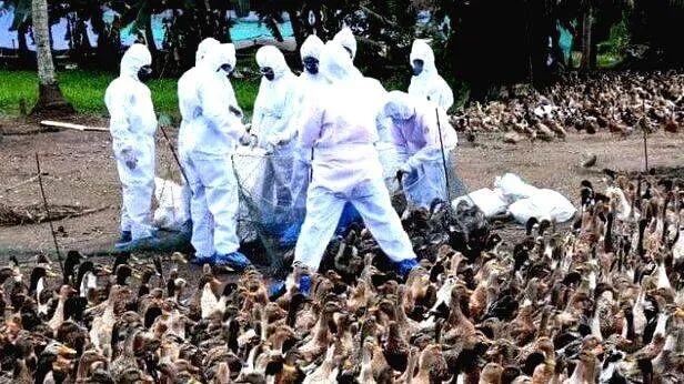 bird-flu