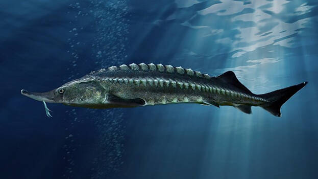 sturgeon