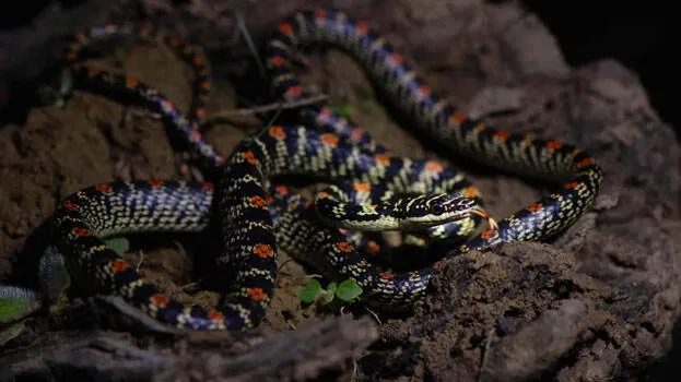 snake