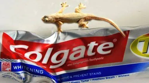 lizard