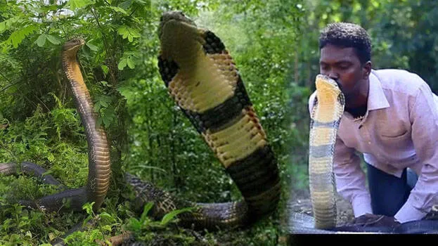 vava-suresh