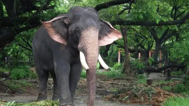 elephant