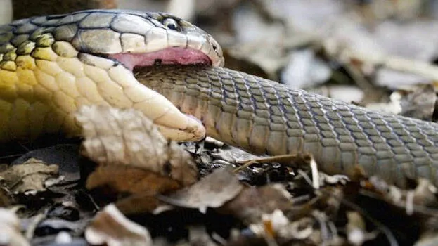 snake-