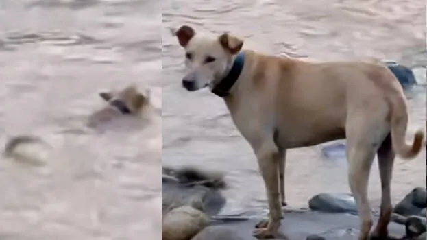 dog