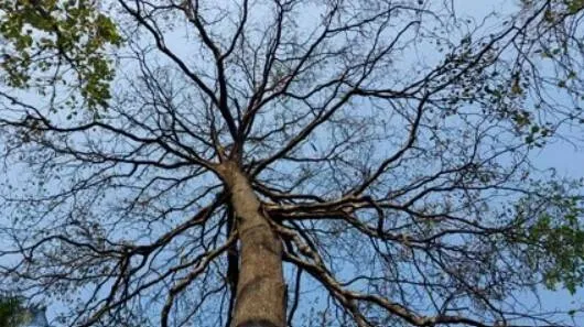 tree