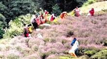 lavender-revolution-in-jammu-and-kashmir