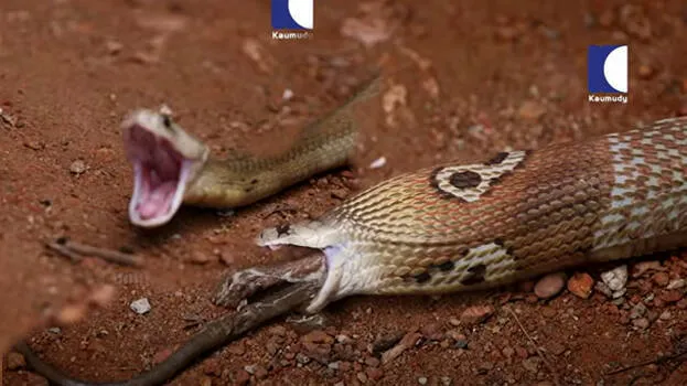 cobra