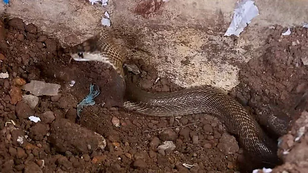 snake-