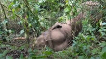 murivalan-elephant-seriously-injured